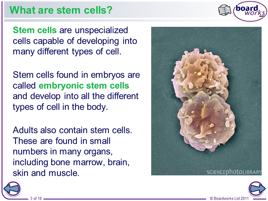 Stem-Cells--Thomas-A-Stewart-Secondary-School：干细胞托马斯斯图尔特中学课件.ppt_第3页