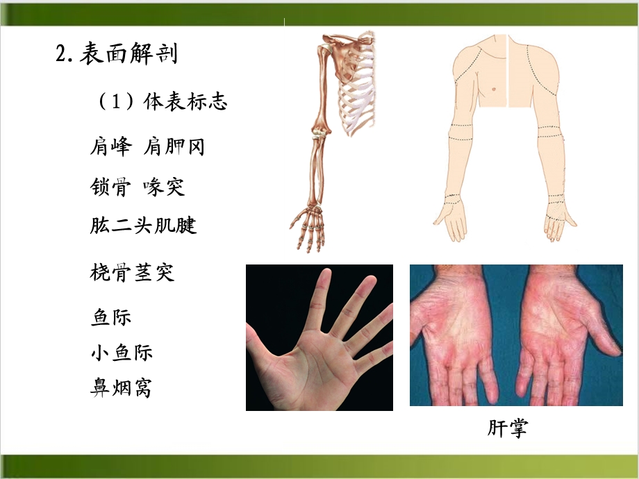 XX级本科临床专业应用解剖学上肢培训课件.ppt_第3页