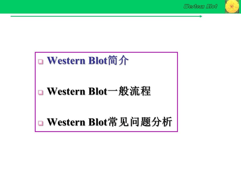 Western_Blot详解及问题分析解析课件.ppt_第2页