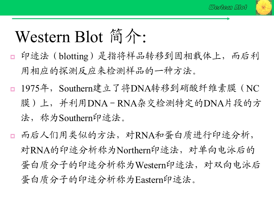 Western_Blot详解及问题分析解析课件.ppt_第3页