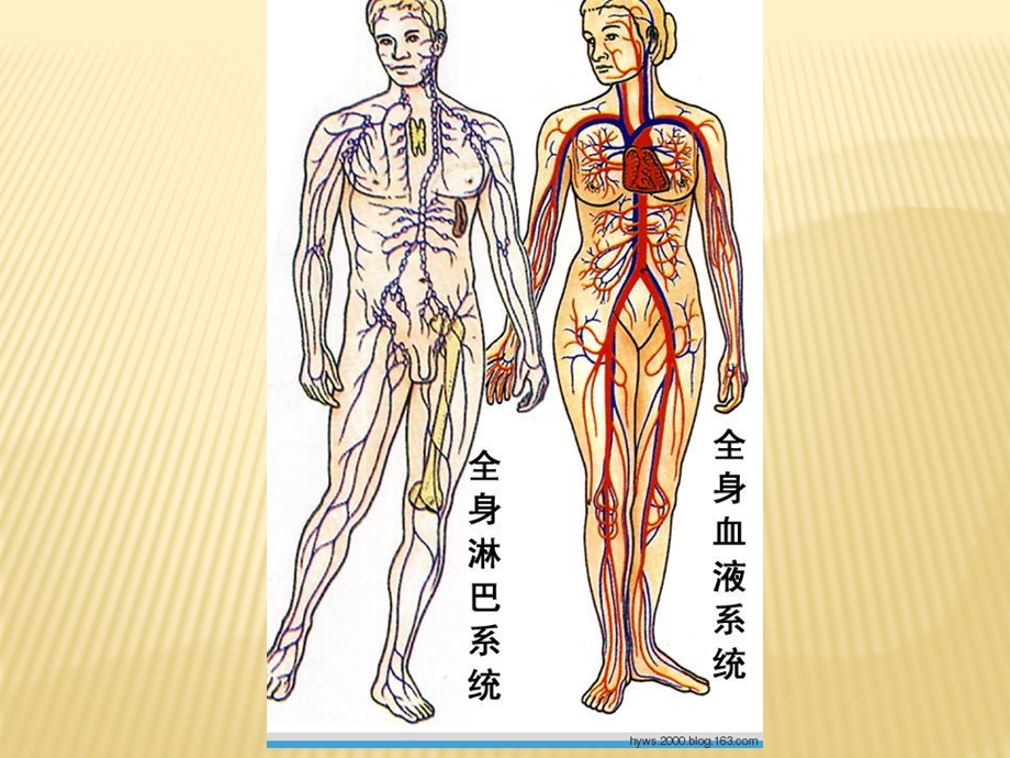 人体生理与疾病关系图解析(家庭常备医学知识)课件.pptx_第2页