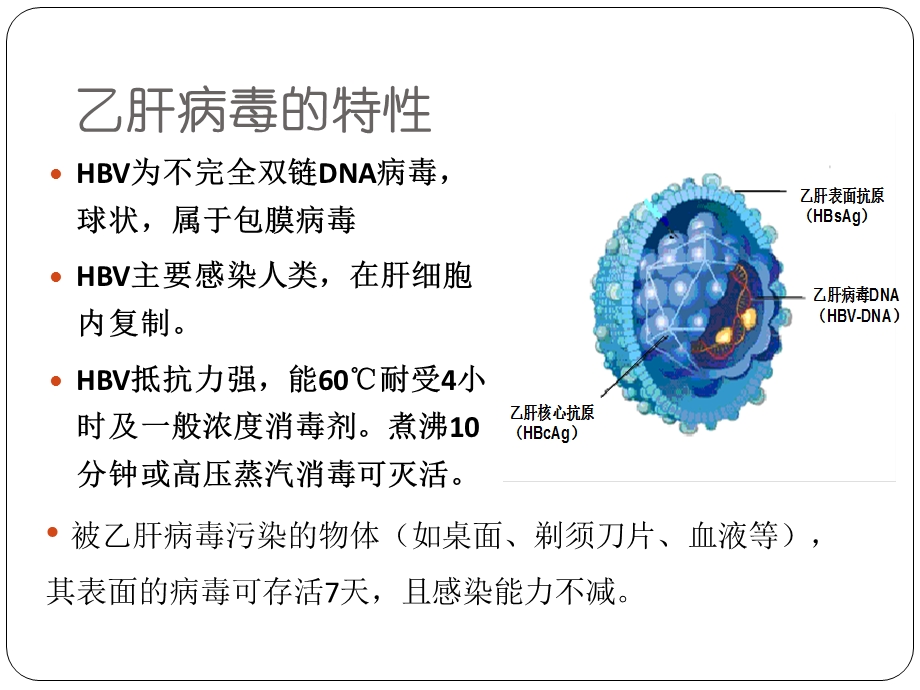 乙肝培训课件.ppt_第3页