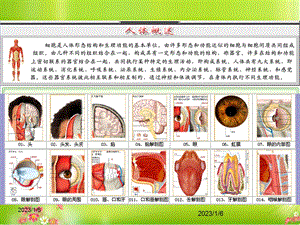 人体结构解剖图医学课件.ppt