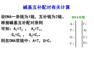 DNA分子的结构与复制计算ppt课件.ppt