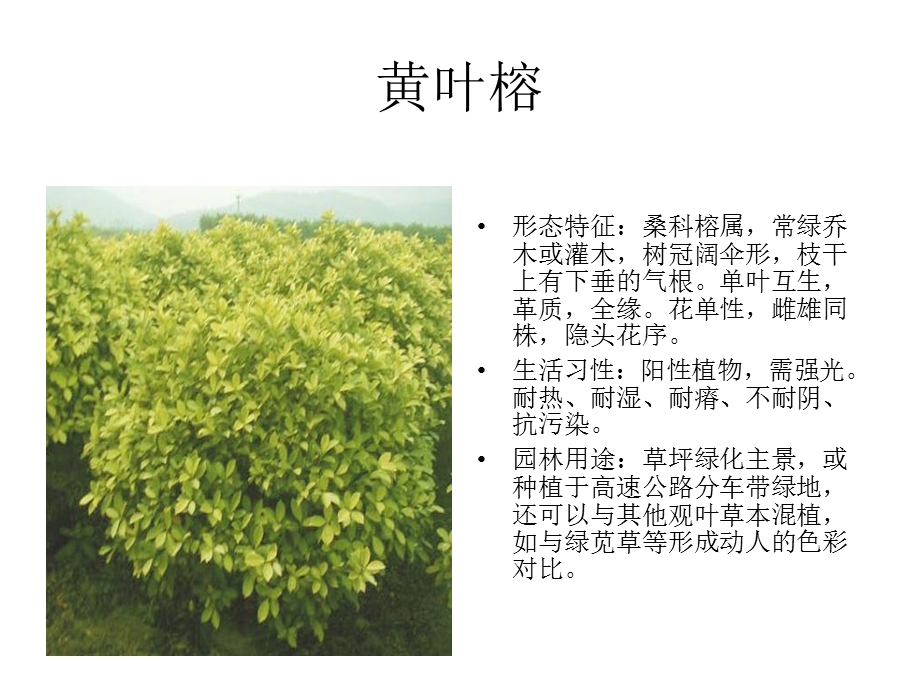 300种园林常用植物ppt课件.ppt_第2页