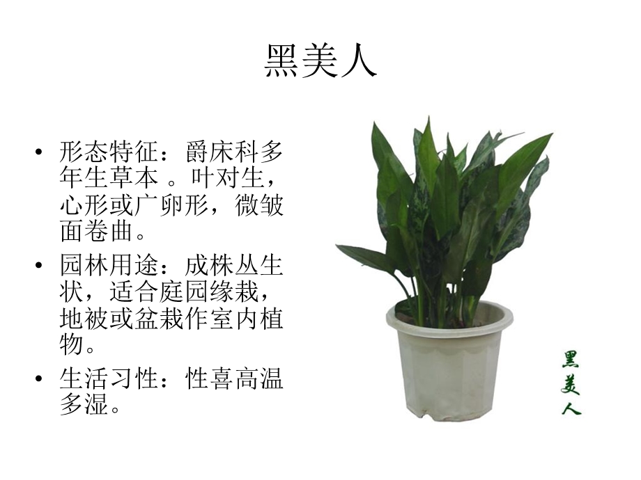 300种园林常用植物ppt课件.ppt_第3页