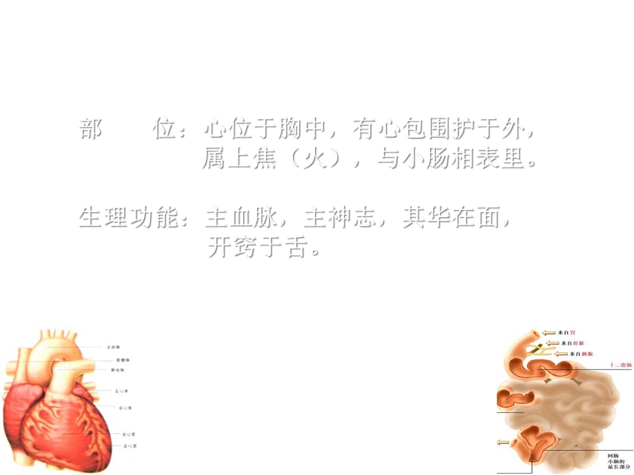 中医学：心与小肠心与小肠辨证.ppt_第2页