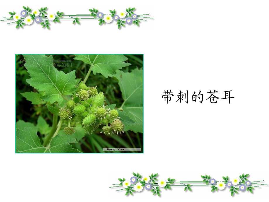 植物妈妈有办法-优秀课件.ppt_第3页