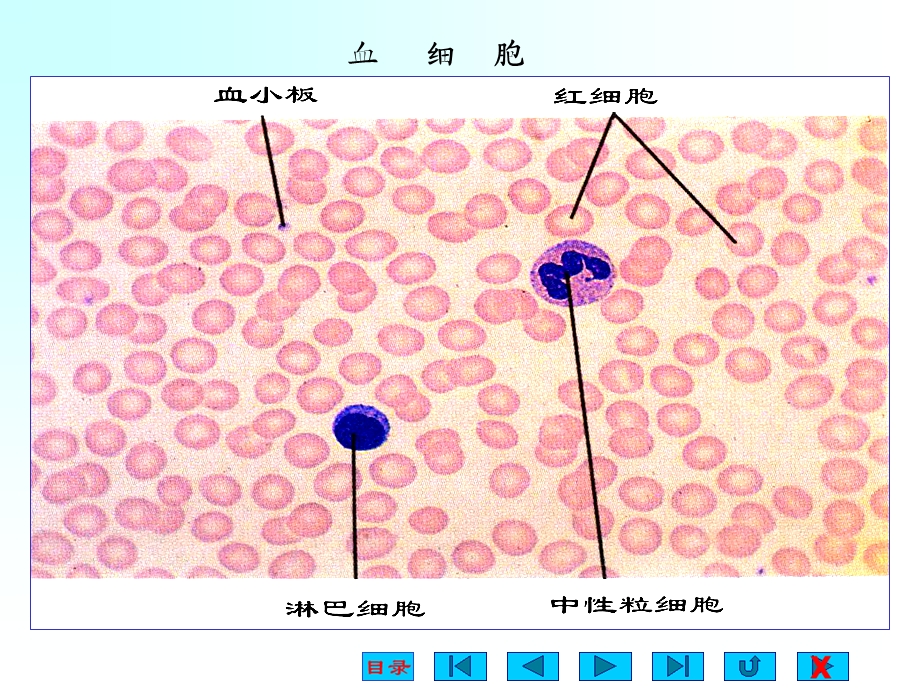 生理学课件血液.ppt_第3页