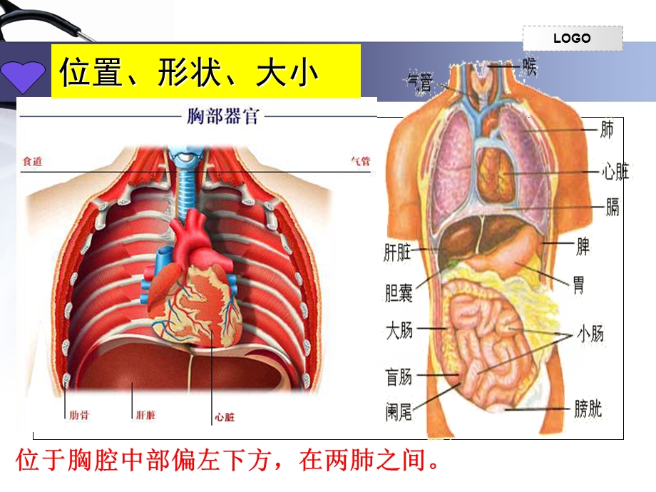 输送血液的泵——心脏完整版ppt课件.ppt_第3页