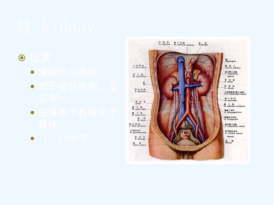 人体解剖生理学泌尿系统课件.ppt_第3页