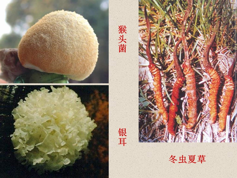 人教版八年级生物上册真菌课件.ppt_第3页