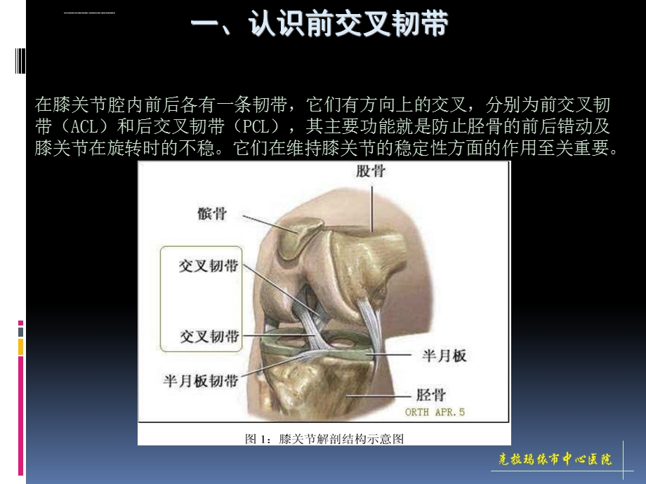 (康复护理)前交叉韧带重建术后的康复治疗ppt课件.ppt_第2页