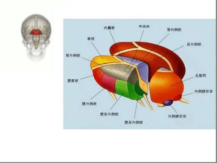 丘脑供血动脉及丘脑梗死精选课件.ppt_第3页