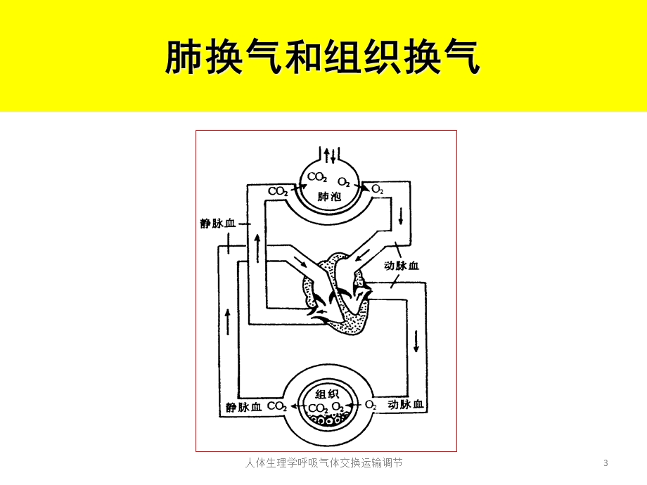 人体生理学呼吸气体交换运输调节培训课件.ppt_第3页