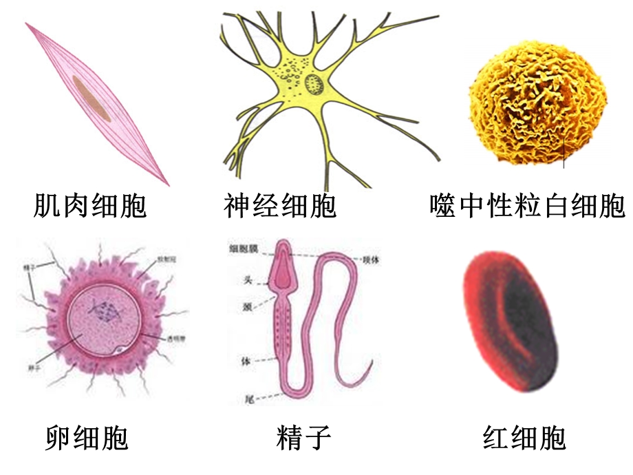 人教生物必修1《1第2节细胞的多样性和统一性》优质课课件.ppt_第3页