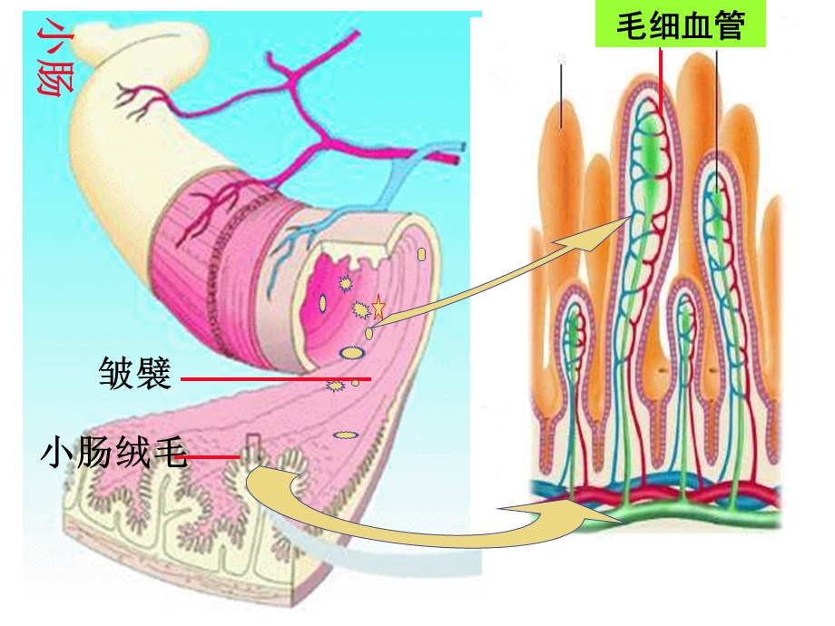 人体内物质的运输11人教版.ppt_第2页