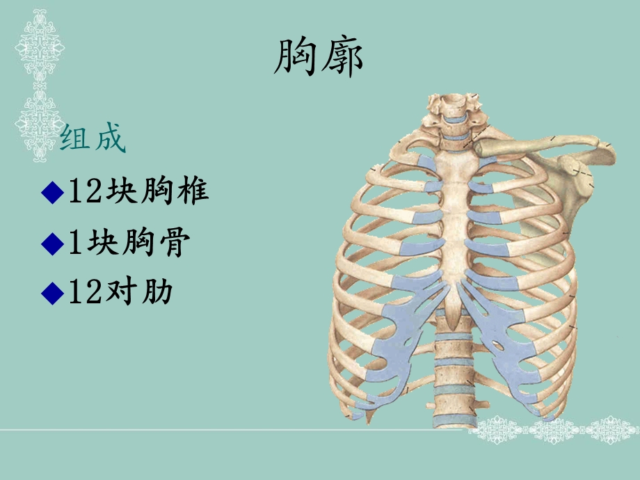 人体断面解剖学胸部医学课件.ppt_第3页