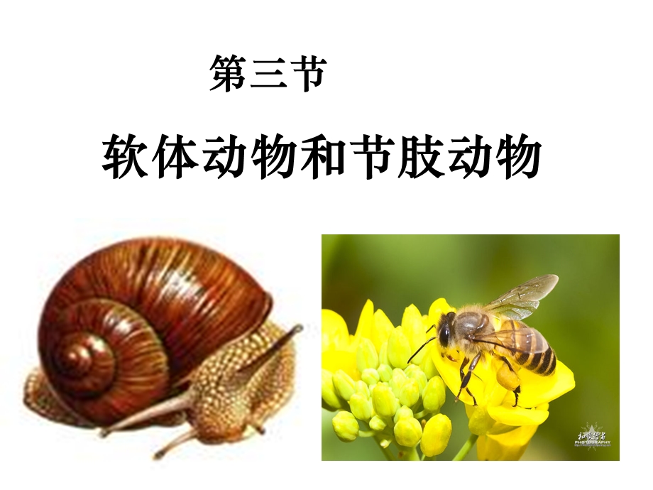 人教版八年级生物第三节软体动物和节肢动物(共32张).ppt_第2页