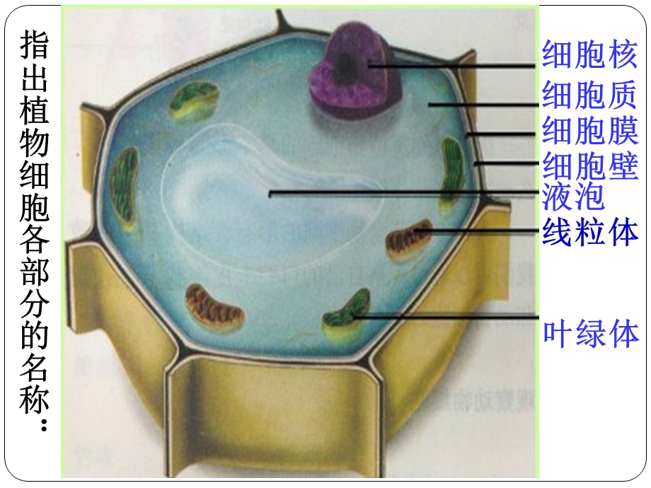 人教版七年级生物上册动物细胞课件.ppt_第2页