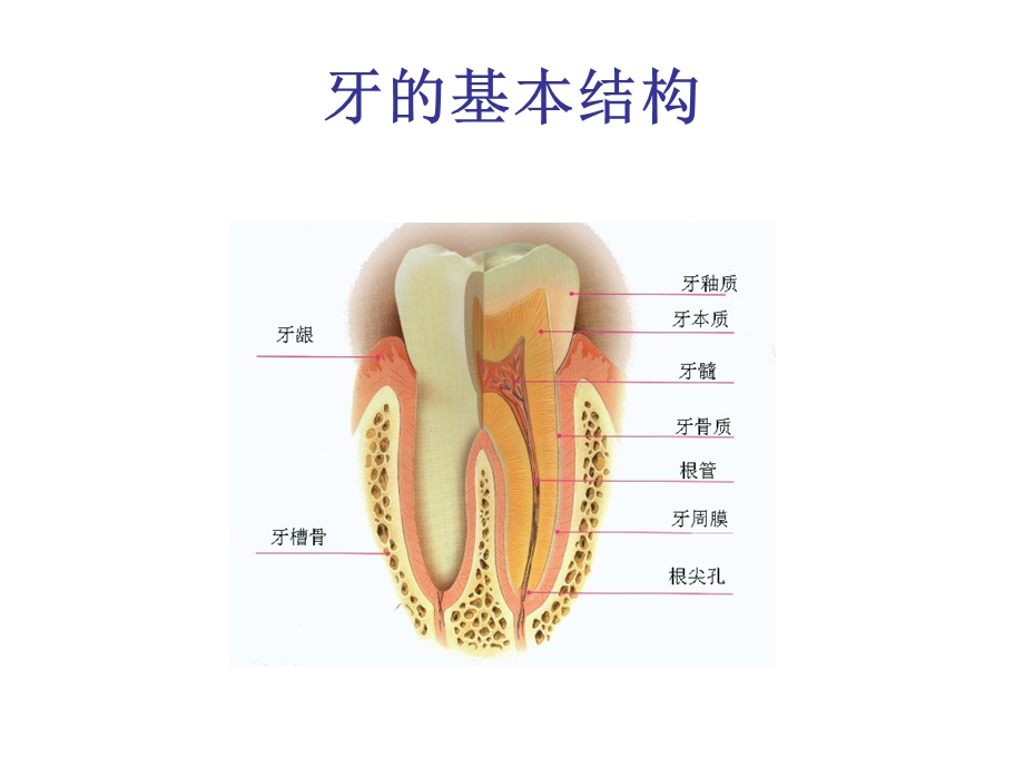 《儿童口腔保健知识》PPT课件.ppt_第2页