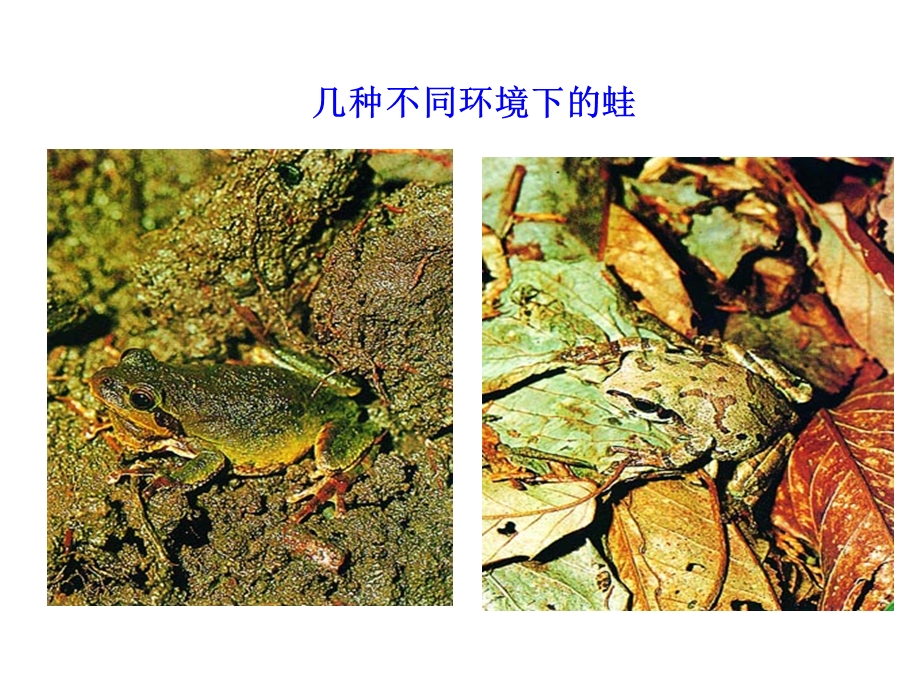 《第一节生物的多样性、统一性和进化》课件.pptx_第3页