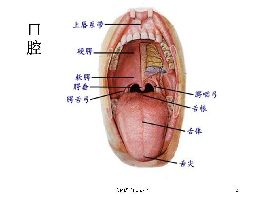 人体的消化系统图培训课件.ppt_第2页