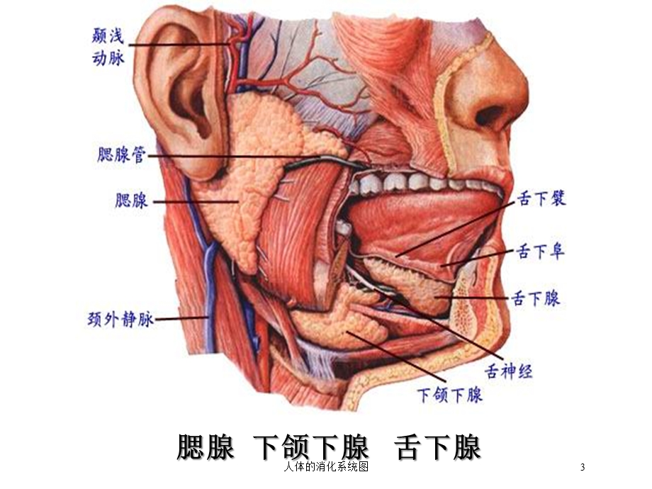 人体的消化系统图培训课件.ppt_第3页