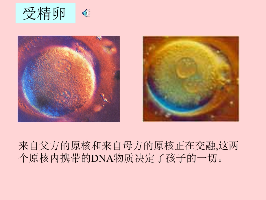 人类胚胎的发育课件.ppt_第2页