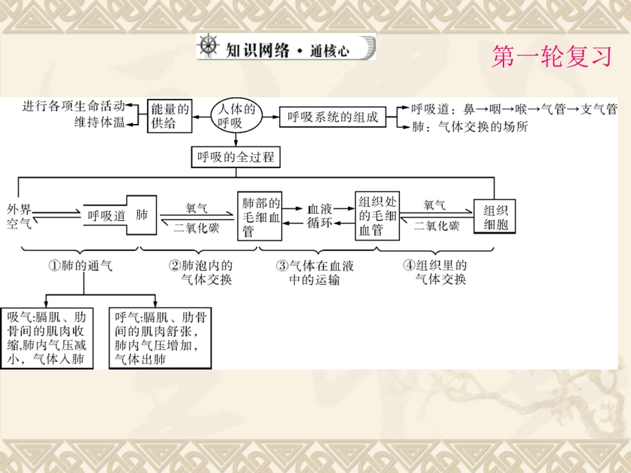 人体呼吸课件.pptx_第3页