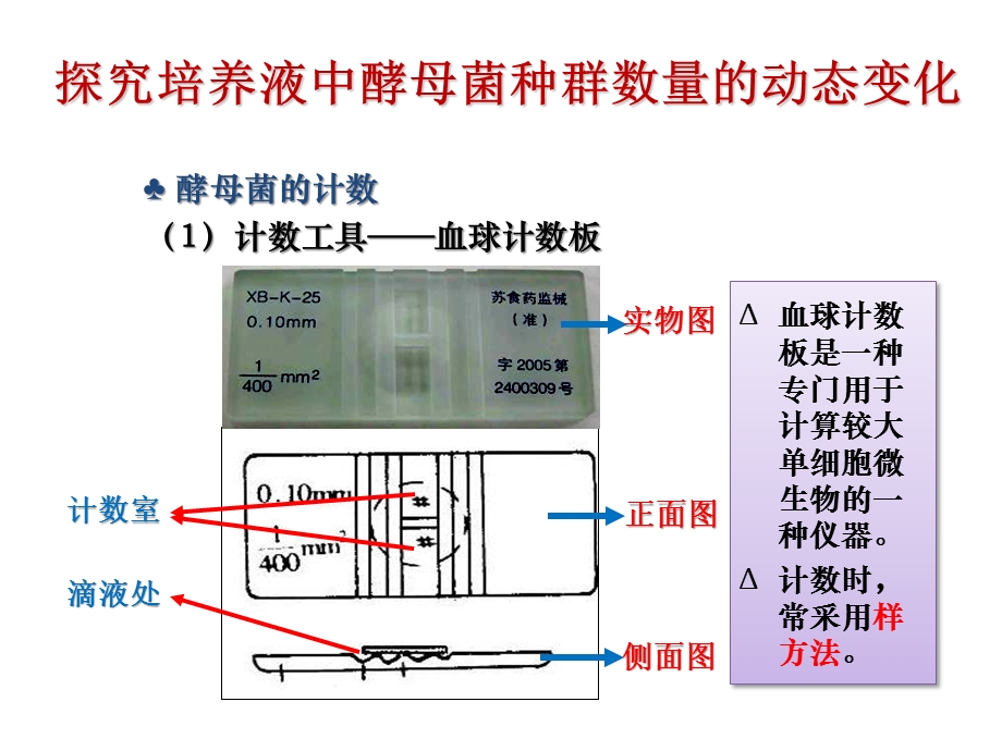 探究酵母菌种群数量变化课件.ppt_第3页