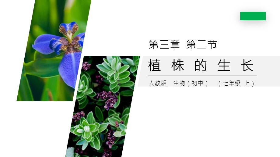 人教版七年级生物上册《植株的生长》精品课件.pptx_第1页