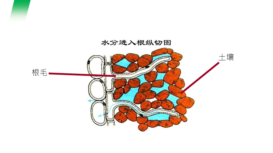 人教版七年级生物上册《植株的生长》精品课件.pptx_第3页