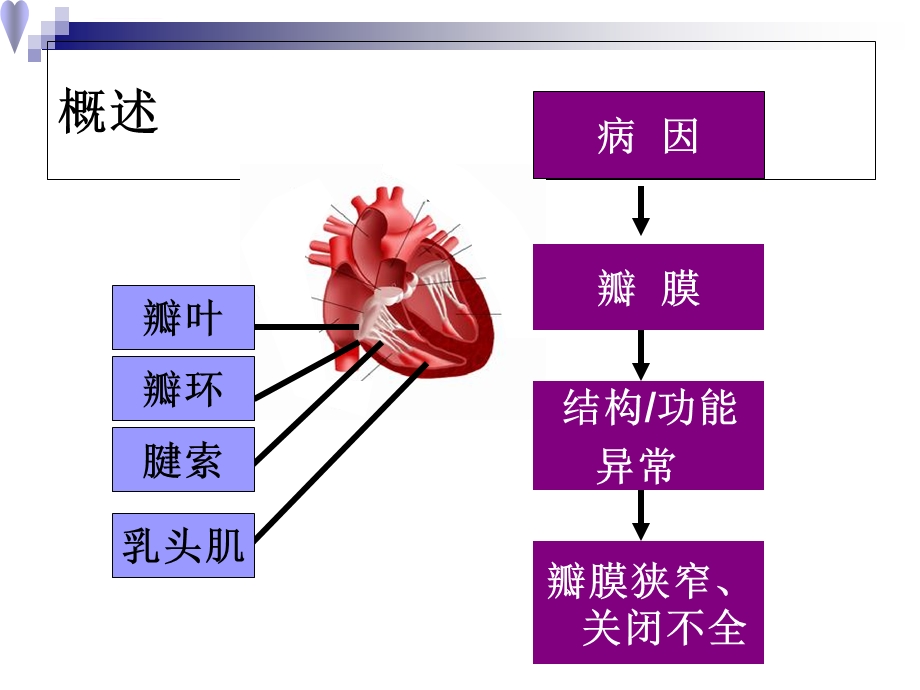 心脏瓣膜病ppt课件.ppt_第2页