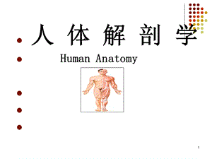 人体解剖学：骨和骨连结总论、躯干骨及其连结课件.ppt