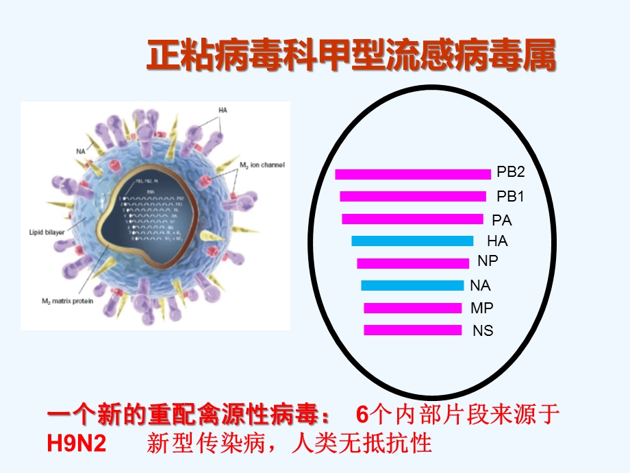 人感染HN禽流感诊疗方案.ppt_第3页