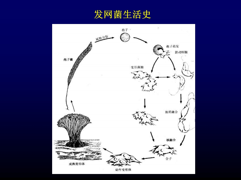 植物学课件-二菌类.ppt_第3页