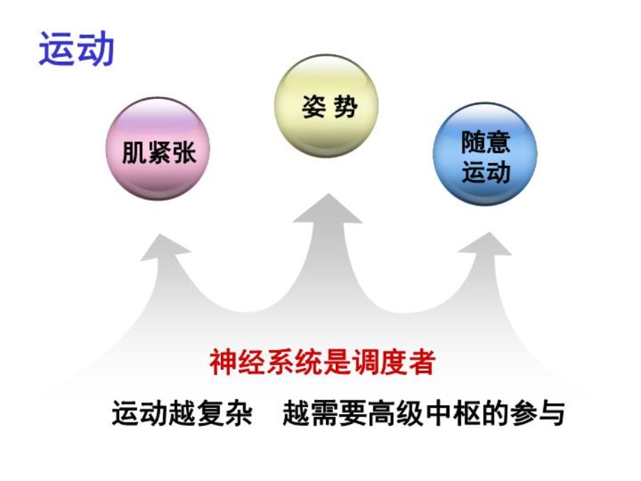 生理课件：神经系统对躯体运动的调节.ppt_第2页