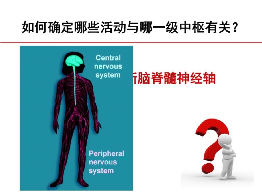 生理课件：神经系统对躯体运动的调节.ppt_第3页