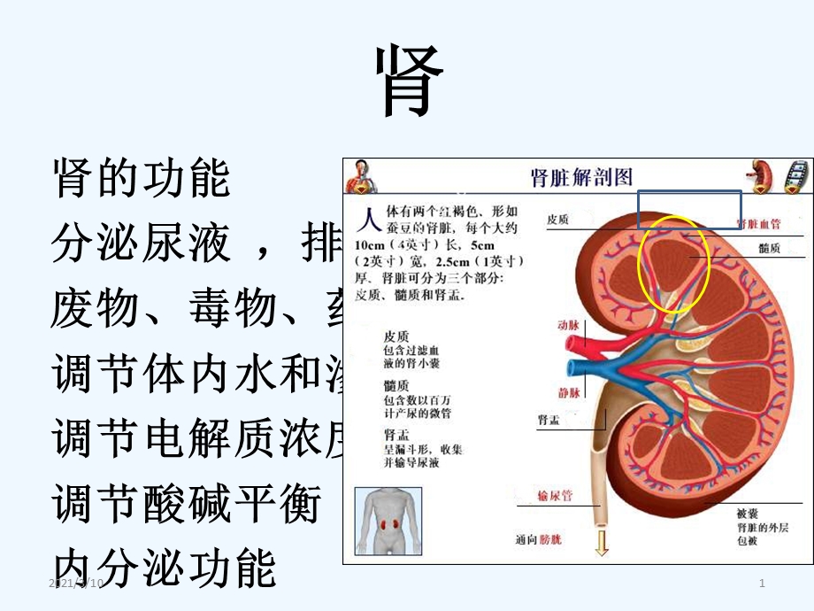 人工肾血液透析材料及应用课件.ppt_第1页