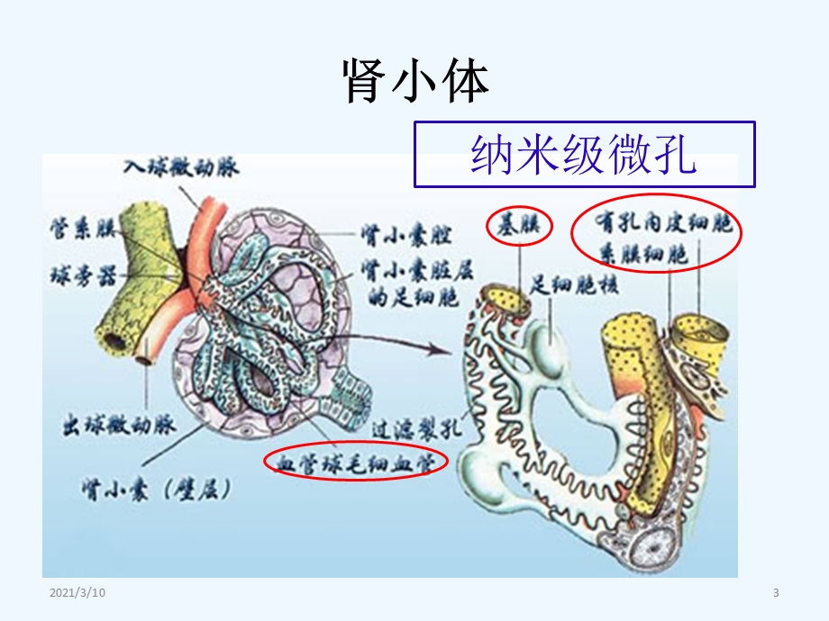 人工肾血液透析材料及应用课件.ppt_第3页