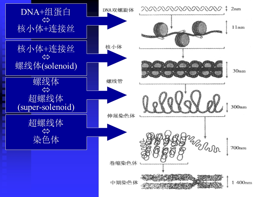 人类染色体疾病的诊疗培训课件.ppt_第2页