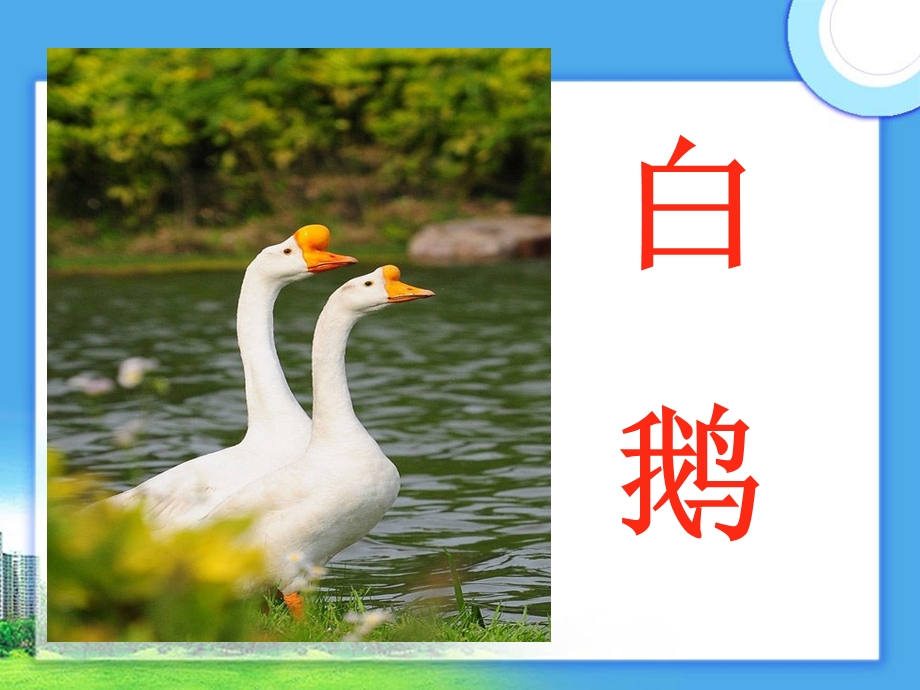 人教版小学语文《白鹅》课件.ppt_第2页