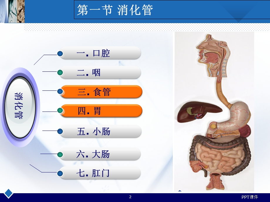 人体解剖消化系统胃课件.ppt_第2页