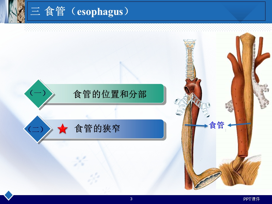 人体解剖消化系统胃课件.ppt_第3页