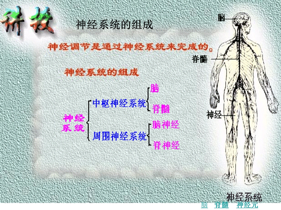 二神经系统的调节(第1课时)课件.ppt_第2页