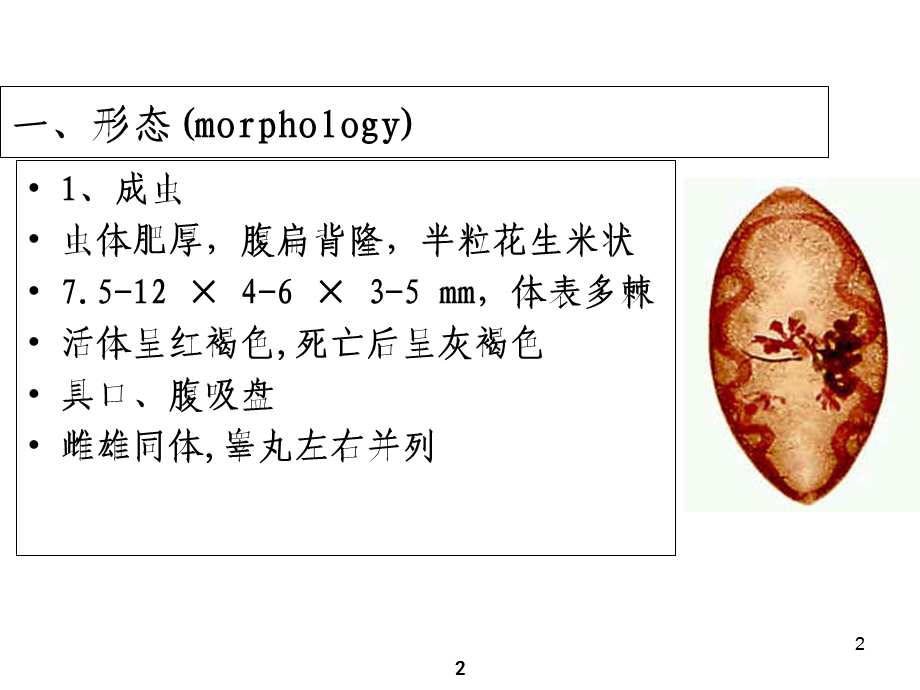 人体寄生虫学教学课件——卫氏并殖吸虫.ppt_第2页