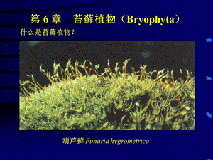 植物学课件-三苔藓.ppt