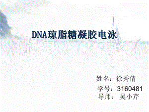 DNA琼脂糖凝胶电泳ppt课件.ppt