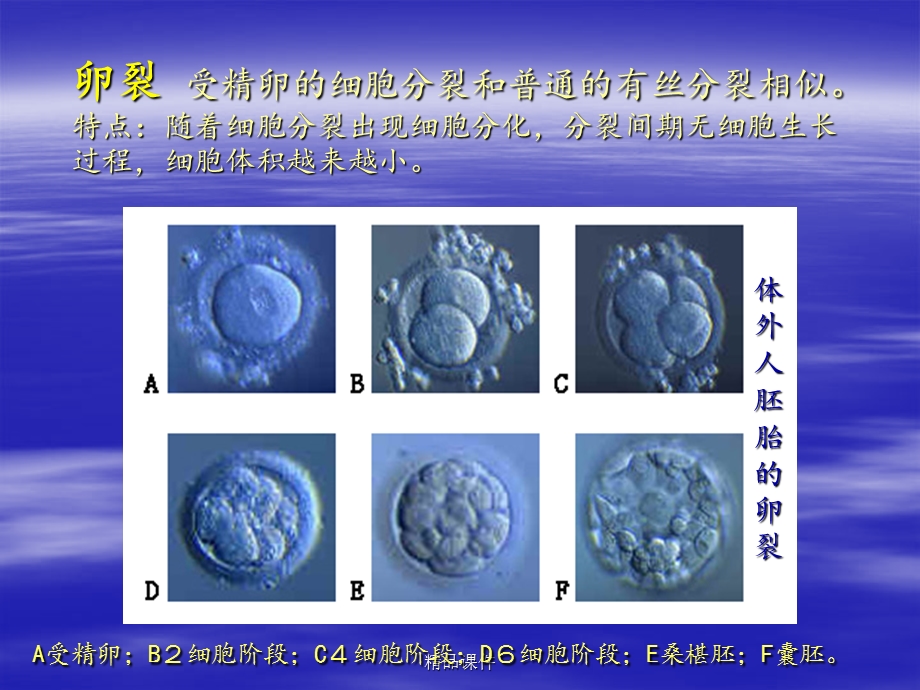 人胚胎的早期发育课件.ppt_第2页